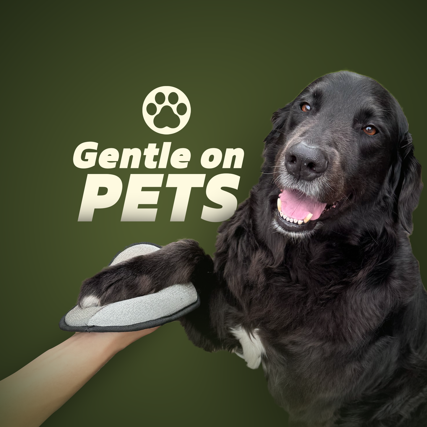 PawSweep